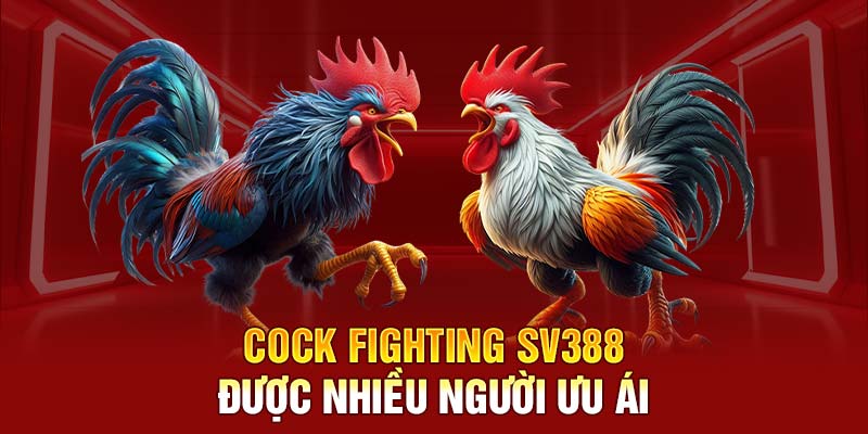 Cock Fighting SV388 được nhiều người ưu ái