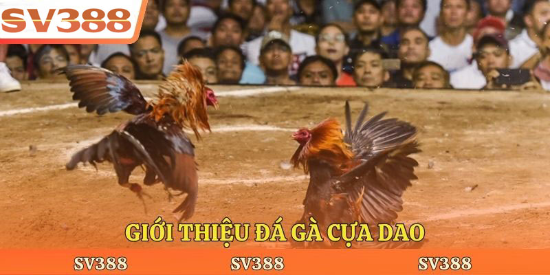 Giới thiệu đá gà cựa dao