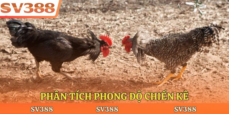 Phân tích phong độ chiến kê