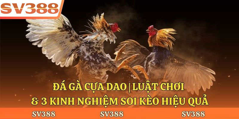 Đá Gà Cựa Dao | Luật Chơi & 3 Kinh Nghiệm Soi Kèo Hiệu Quả