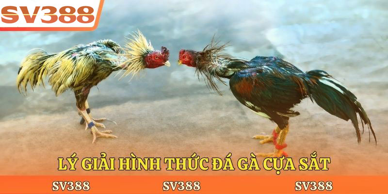 Lý giải hình thức đá gà cựa sắt