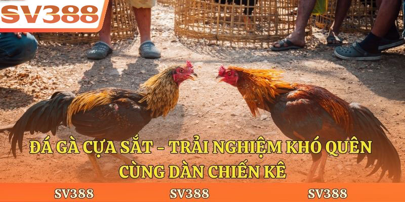 Đá Gà Cựa Sắt - Trải Nghiệm Khó Quên Cùng Dàn Chiến Kê
