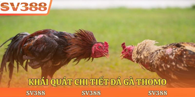 Khái quát chi tiết đá gà Thomo