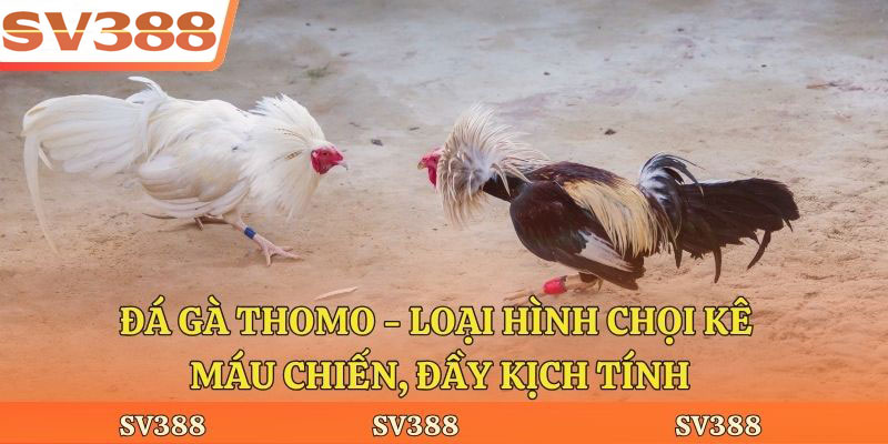 Đá Gà Thomo - Loại Hình Chọi Kê Máu Chiến, Đầy Kịch Tính